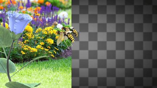 Bee Flying to Flower for Pollination Alpha Channel Animation