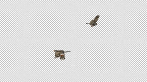Two Zebra Finch Birds - Flying Around Screen Loop - SIde View CU