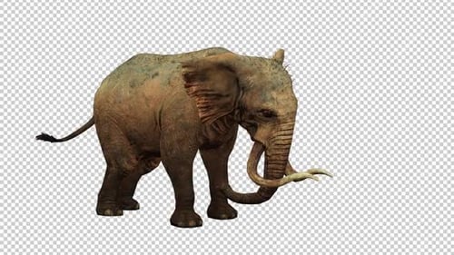 Elephant Idle 3 Right View Loop