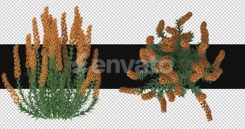 Pack Of 2 Lavandula Flowers Moving In The Wind On Alpha Loop