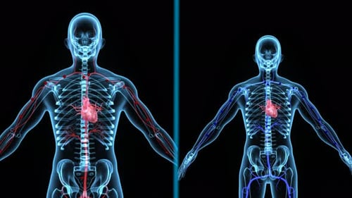 Digital Human Anatomy with Circulatory System