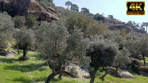 Olive Tree