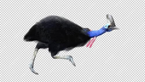 Cassowary Run Right View Loop