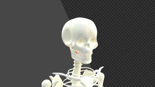 3D Animation of Thyroid Human Organ | Alpha Channel