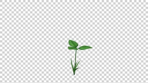 Clover Plant