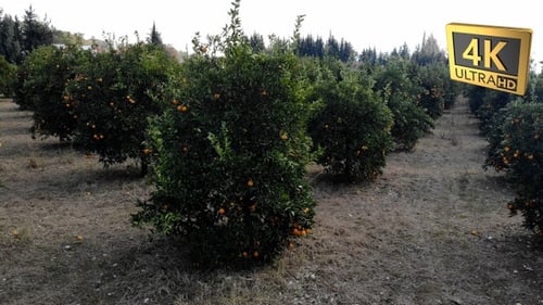 Orange Trees 58