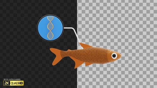 3D Fish DNA Genetic | Alpha Channel