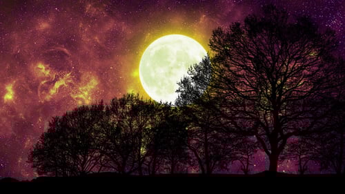 Orange Galaxy Sky Through Forest