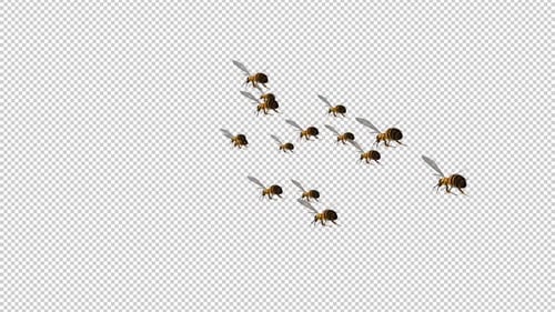 Swarm of Bees - Flying Loop - Aerial Back Low Angle Close Up View - Alpha Channel - 4K