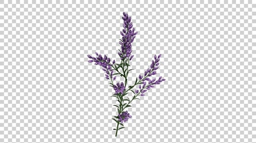 Lavender Flowers