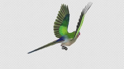 Parrot Bird - Australian Princess - Flying Loop - Back Angle View CU - Alpha Channel