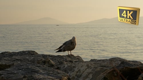 Seagull Standing on Rocks by the Ocean