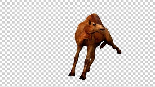 Camel Attack Leg Angle View