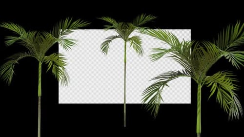 Animated Tree Areca Catechu A Spring Summer Alpha