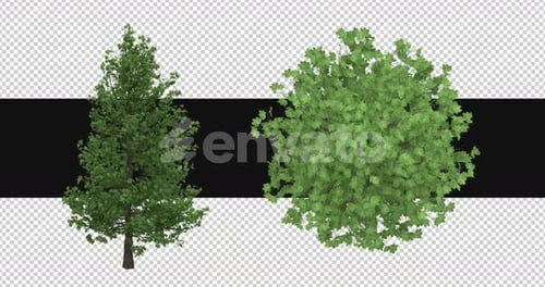 Platanus-Hispanica-Bäume, die sich auf Alpha im Wind bewegen, 2 Stück