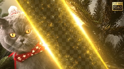 Golden Light Particles Glow Effects Transitions