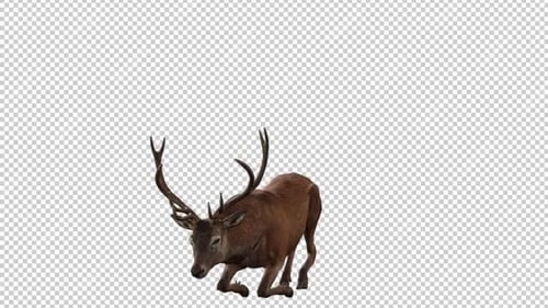 Deer Sit Down Front View