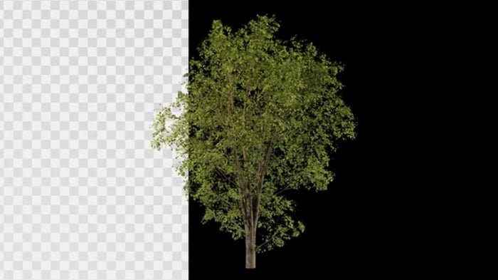 06 Animated Tree Alpha, Backgrounds Motion Graphics ft. agriculture ...