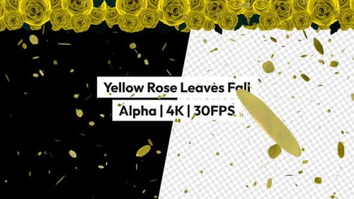 Yellow Rose Leaves Falling Alpha
