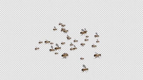 Big Swarm of Bees - Angry Flying Loop - SIde View - Alpha Channel - 4K