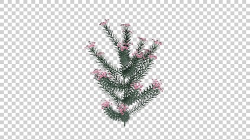 Animated Pink Flowering Plant Gentle Sway Loop
