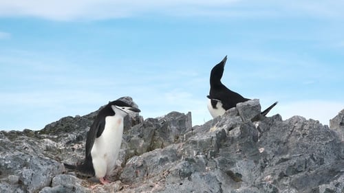 Chinstrap Penguins Standing on Rocks Against Blue Sky