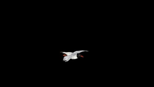 Sea Gull Bird - Eurasian Black Headed - Flying Over Screen Transition - III - Alpha Channel