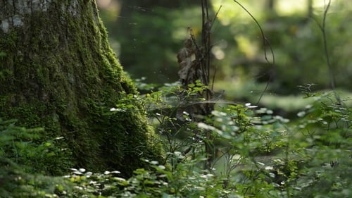 Moss covered tree trunk in beautiful sunlight in forest closeup.