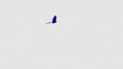 Indigo Macaw - Parrot Bird - Flying Around Screen - Transparent Loop 4K