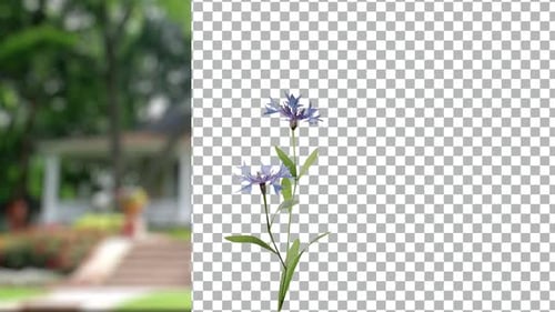 Animated Cornflower Growth with Alpha Channel