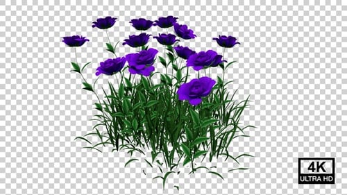 Violette Blumen wachsen