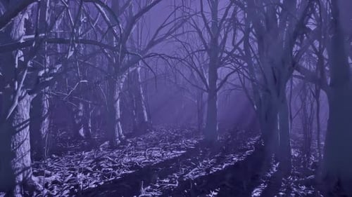 Dark Foggy Night Forest
