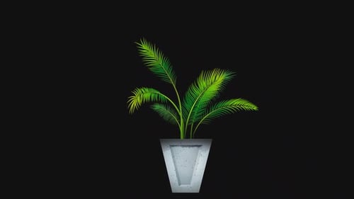 Pot Plant | Alpha Channel