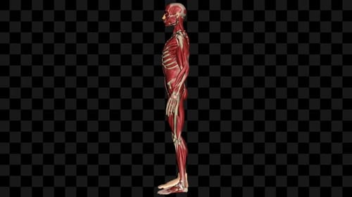 Human Body Muscle Anatomy