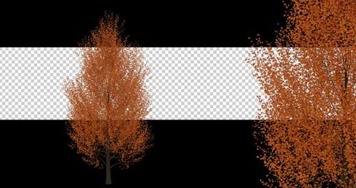 Herbstbaum auf Alpha