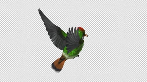 Tropischer Kolibri — getuftete Kokette — Futterschlaufe — Rückenwinkel — Alphakanal