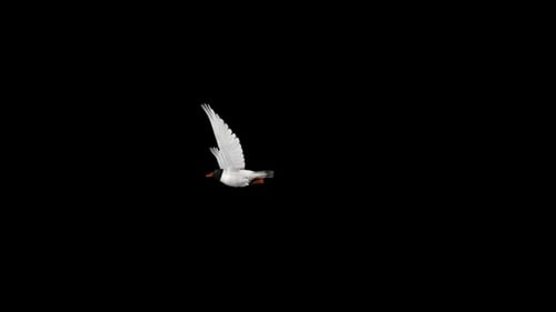 Sea Gull Bird - Eurasian Black Headed - Flying Over Screen Transition - II - Alpha Channel