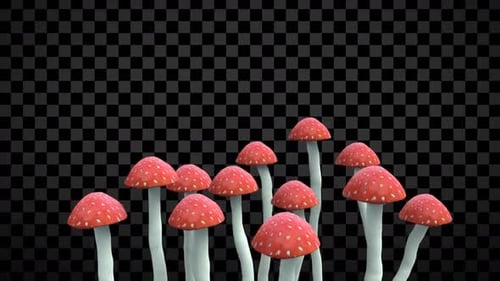 Amanita Pilze