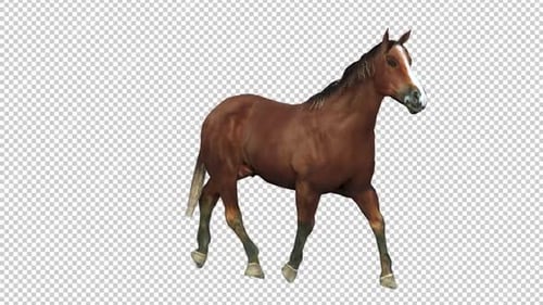 Horse Walk, Rundweg mit rechter Sicht