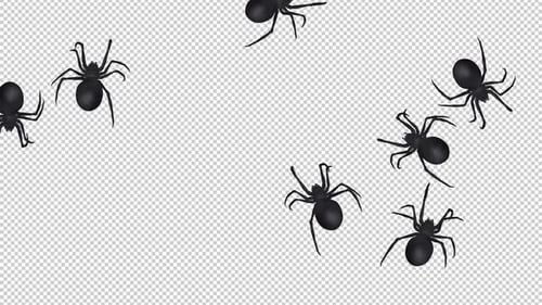 Swarm of Spiders - Black Widow - Random Crawling - Transparent Loop