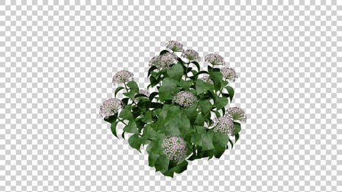 Rotating 3D Plant with Delicate Pink Flowers on Transparent Background