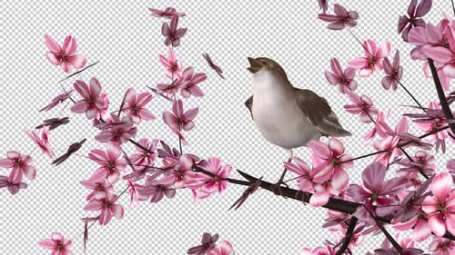 Singing Nightingale Bird on Blooming Cherry Tree - Transparent Loop - V - Side Angle View CU