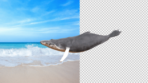 Sea Whale Swimming Side Angle Idle