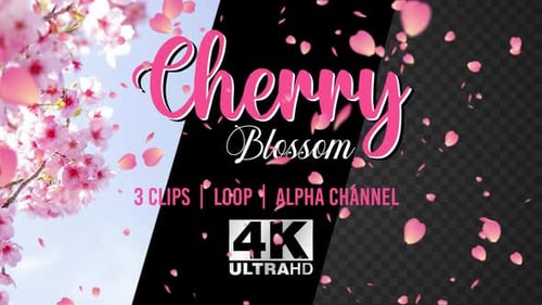 Sakura Cherry Blossom Petals Falling Realistic Spring Decoration Easter Wedding overlay 4k pack