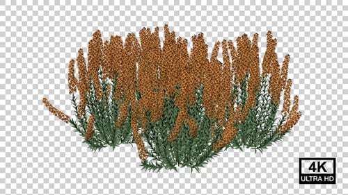 Lavandula Flower Plants Growing