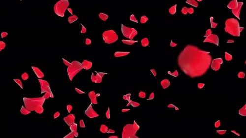 Abstract Flying Red Rose Petals Realistic 3D Green Screen .