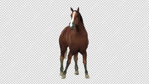 Horse Turn Front View Loop