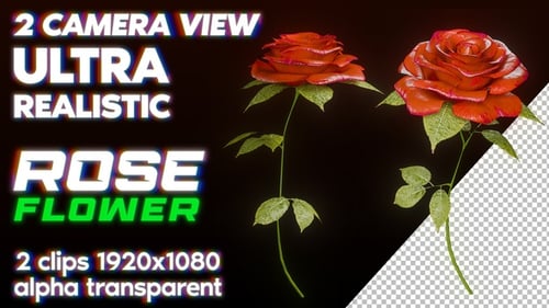 Ultra Realistic Red Flowers Rose Move Wind 2 View Camera Front Above Loop