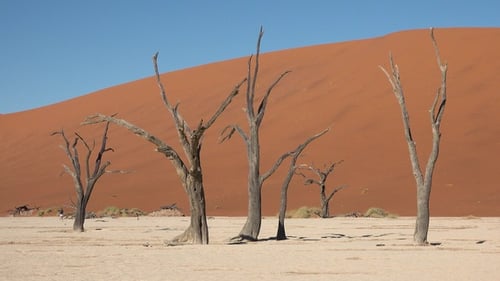 Dead trees contrast against the red dunes in a serene desert landscape during bright daylight.