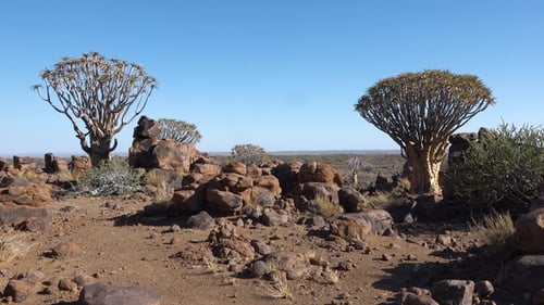 Sonnenuntergang über einem Köcherbaum in Namibia mit farbenfrohem Himmel und felsiger Landschaft in den Abendstunden